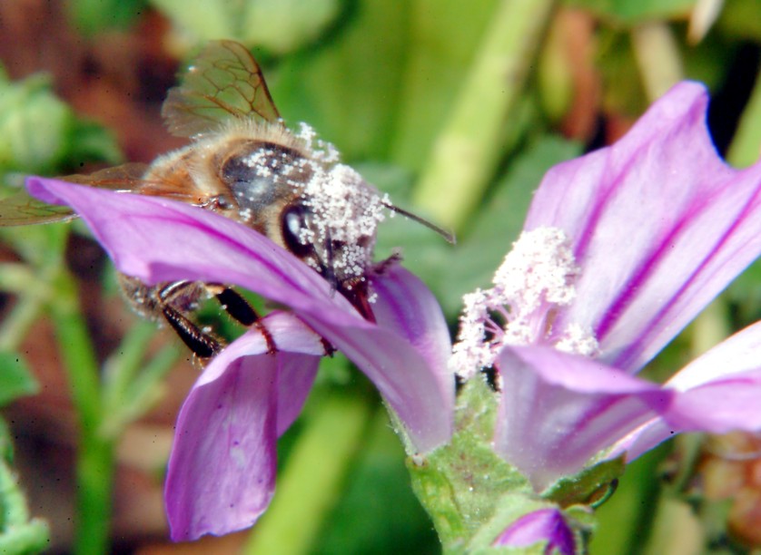 Api, malva e insetto rossonero